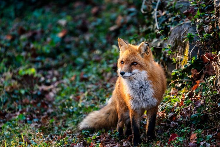 Maymont at 100: Fox
