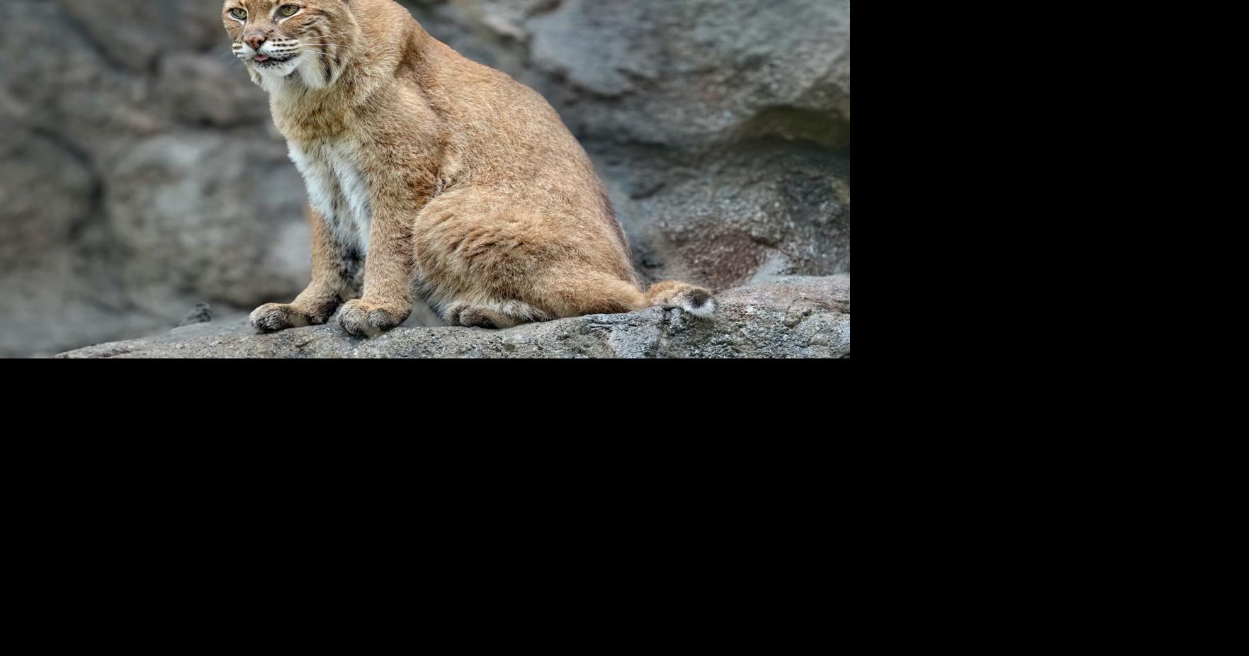 Monty, Maymont's longtime resident bobcat, dies at age 18