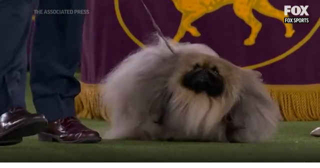 Richmond dog 2024 show 2019