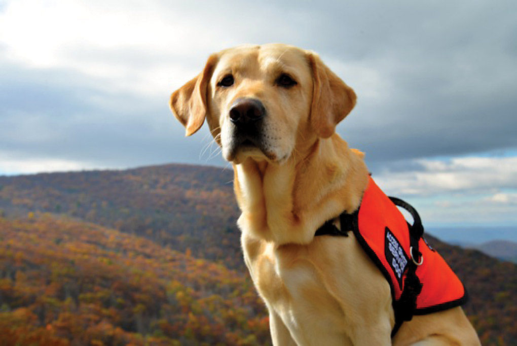 Owner of Virginia service dogs company is fined 3M for deceiving customers