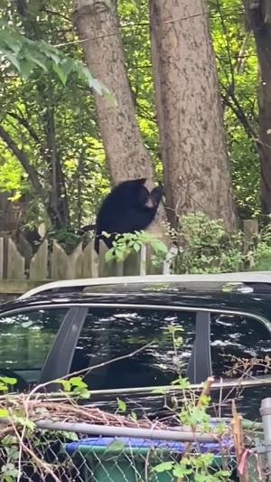 Bear in Oregon Hill