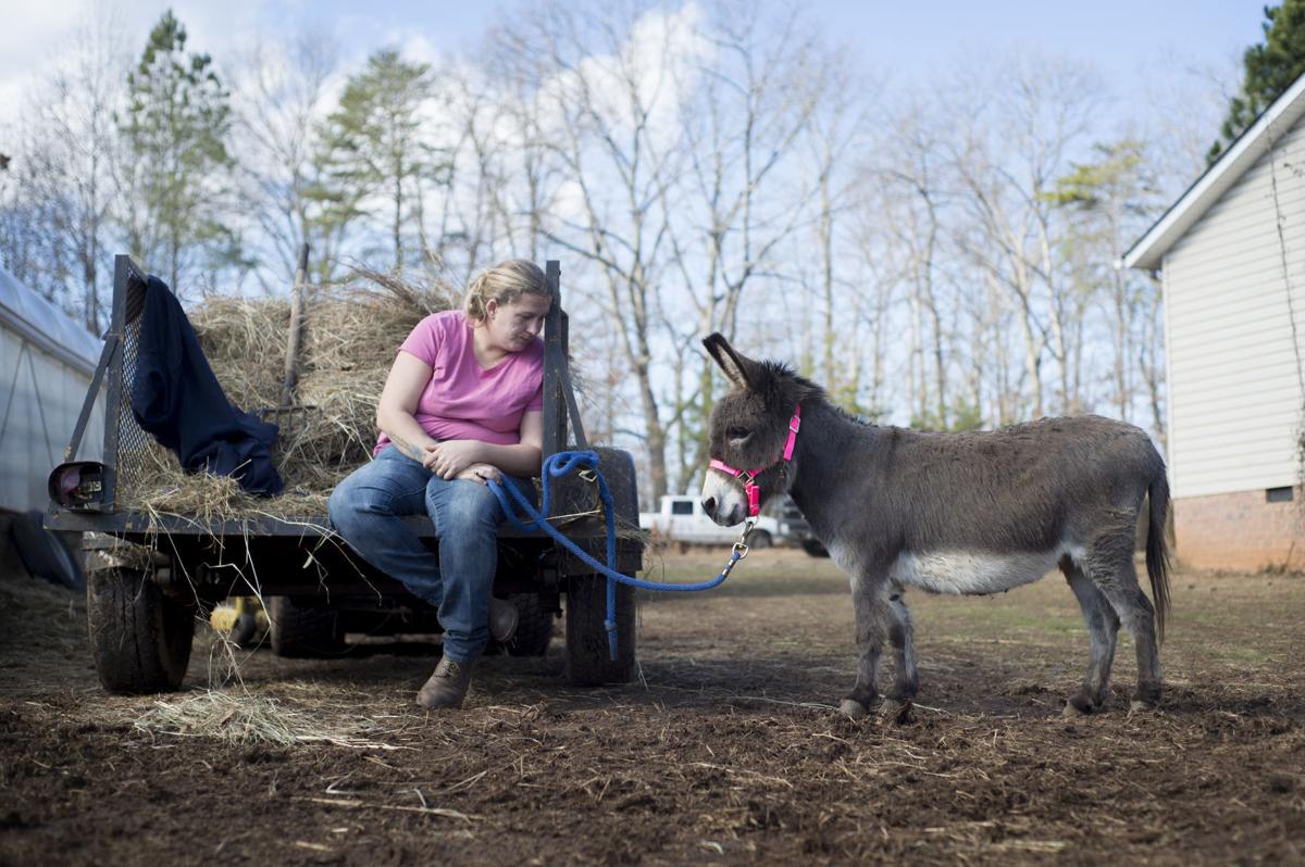 Concord farm rescued donkeys Virginia