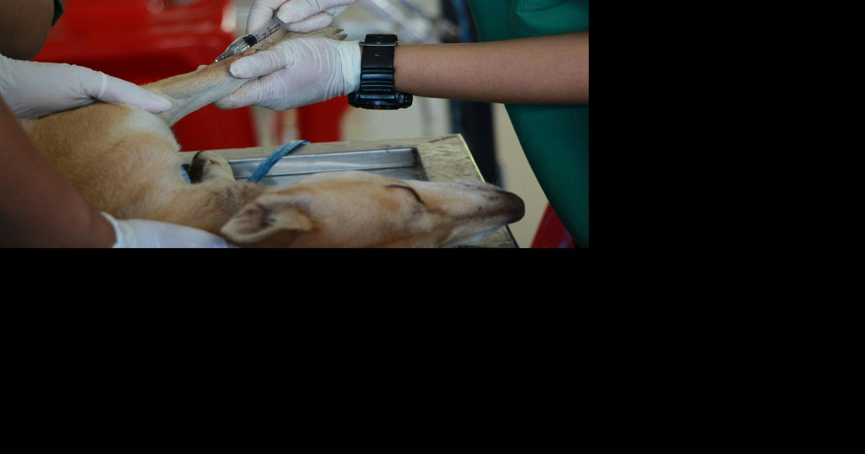 Rising Veterinary Costs Are Straining Richmond Pet Owners; Some Clinics Explore New Payment Models