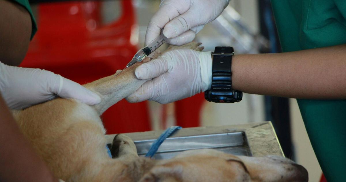 Rising Veterinary Costs Are Straining Richmond Pet Owners; Some Clinics Explore New Payment Models