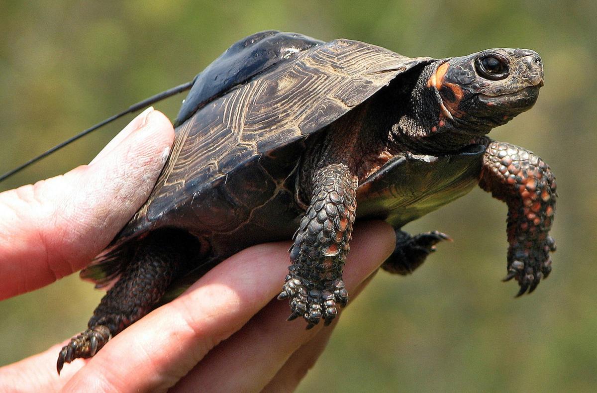 Delay in the Effective Date for the Final Rule to Require Turtle