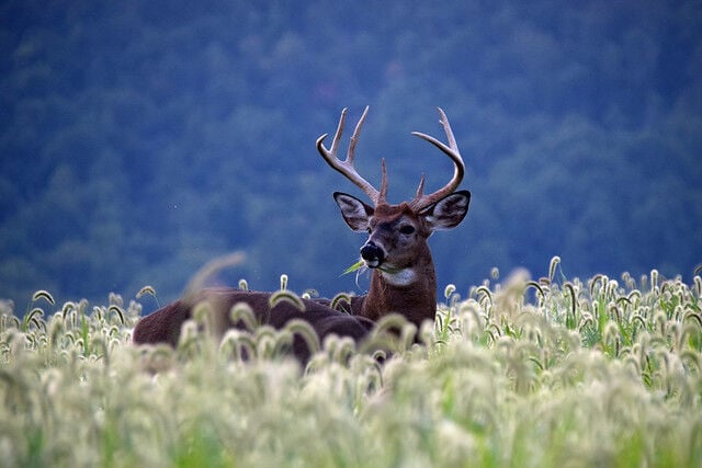 Fall wildlife watching at Virginia State Parks