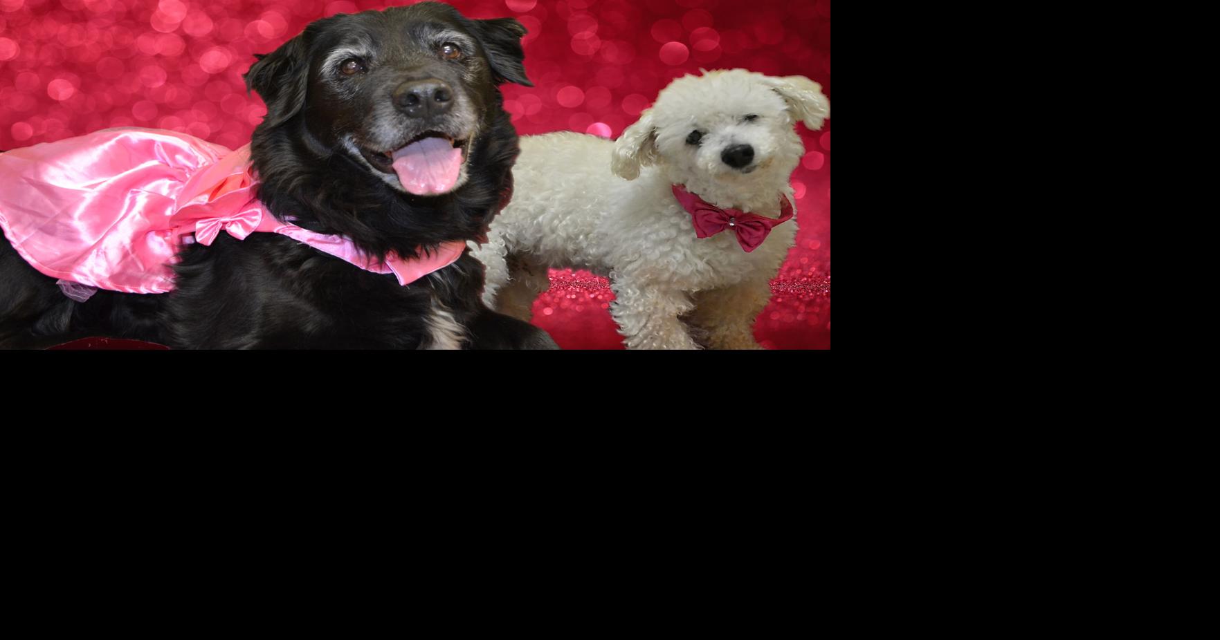 Elderly Richmond dogs are finalists in Senior Dog Prom who will take