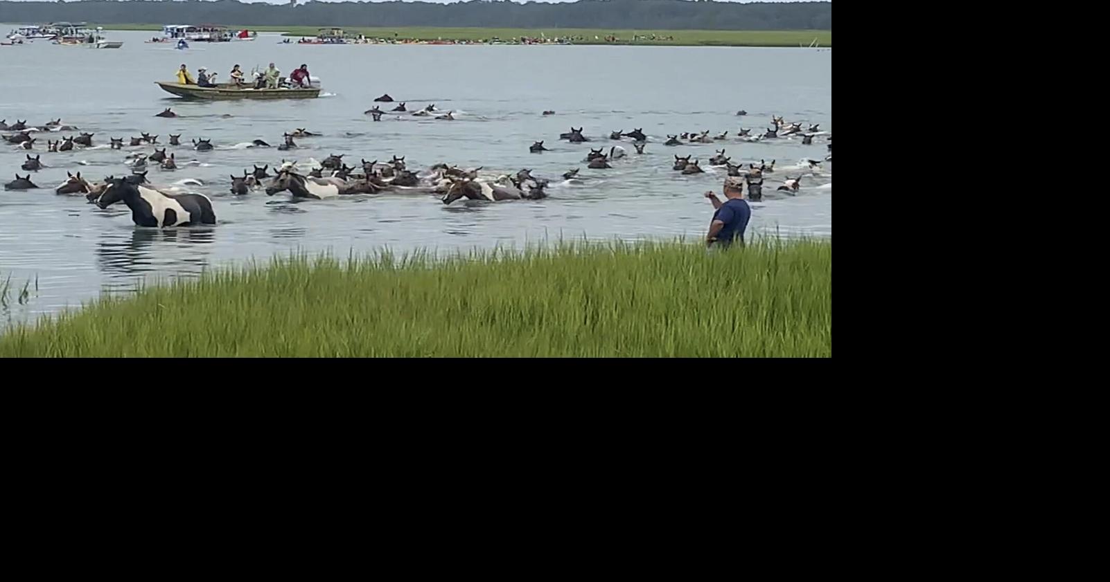 Thousands watch Chincoteague wild ponies complete 99th swim