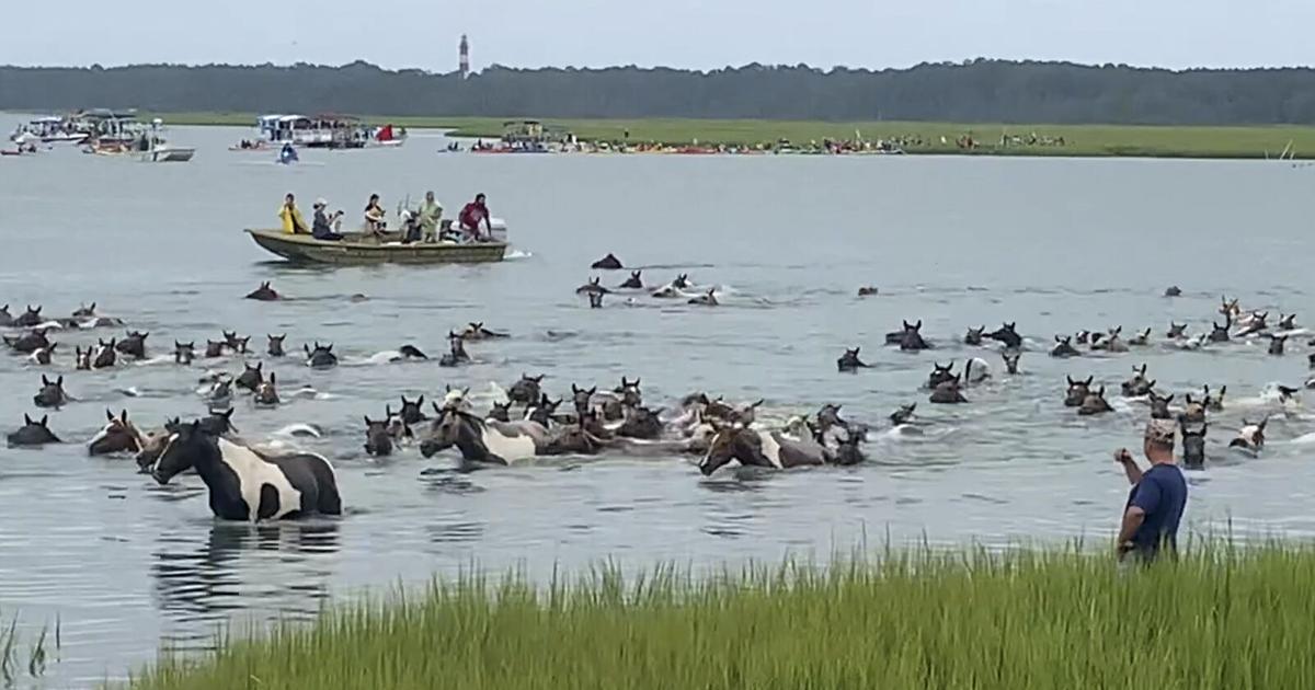 Thousands watch Chincoteague wild ponies complete 99th swim