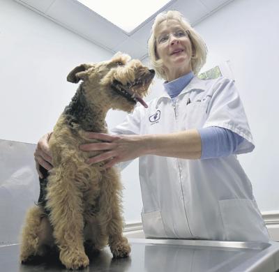 Dogs And Cats Can Get The Flu But They Won T Pass It On To You