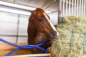 Virginia Derby returns to Colonial Downs with substantial Kentucky Derby points at stake