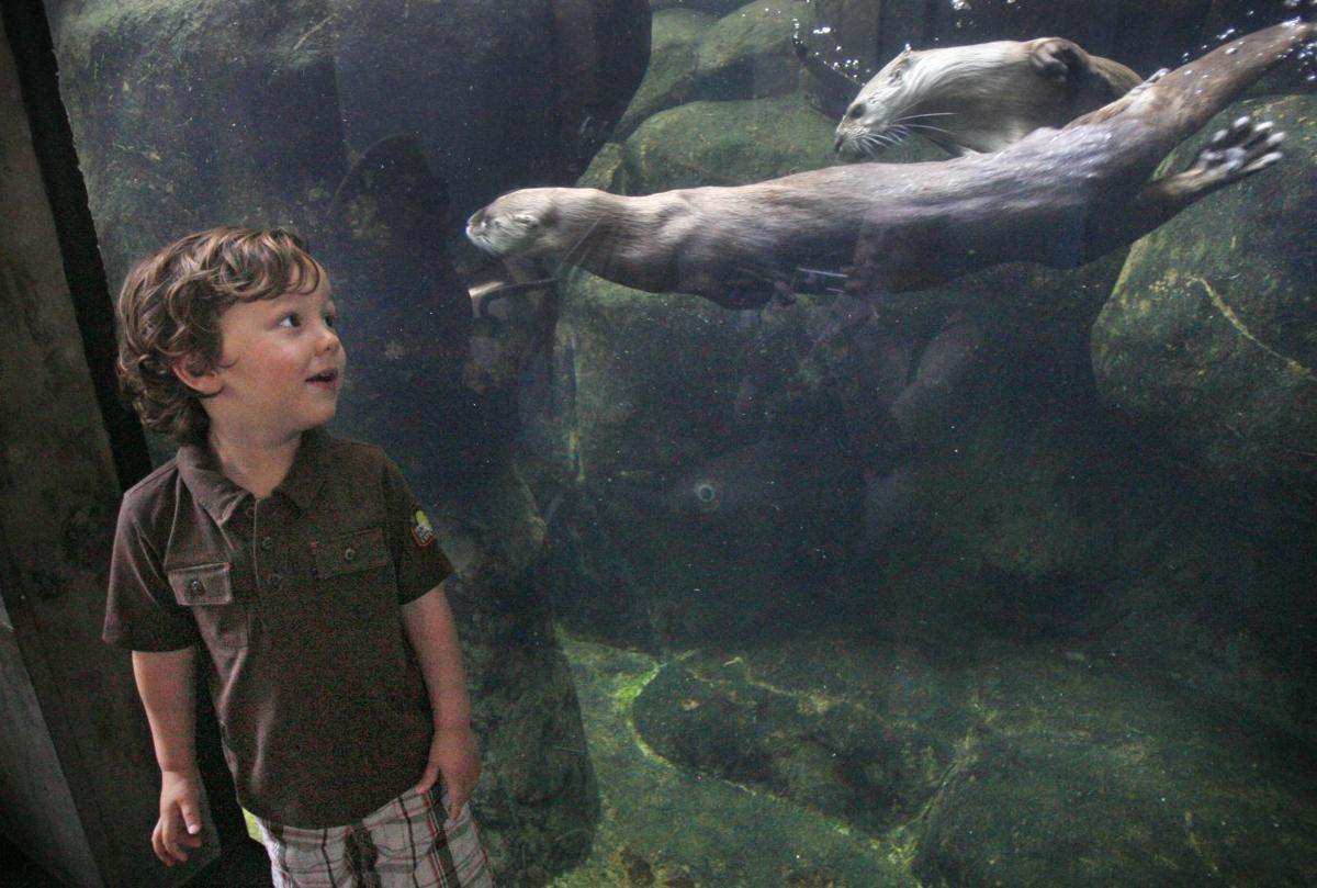 Pandora the otter dies at Maymont City of Richmond