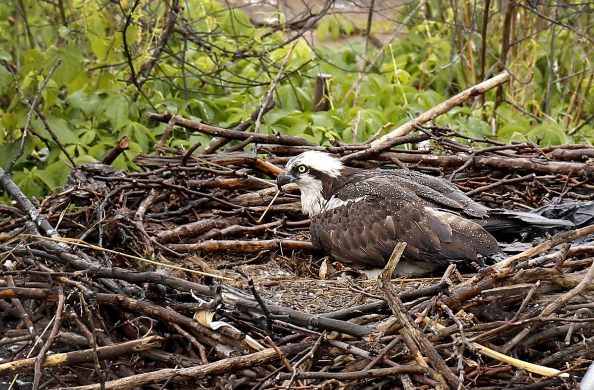 PHOTOS Osprey chick hatches
