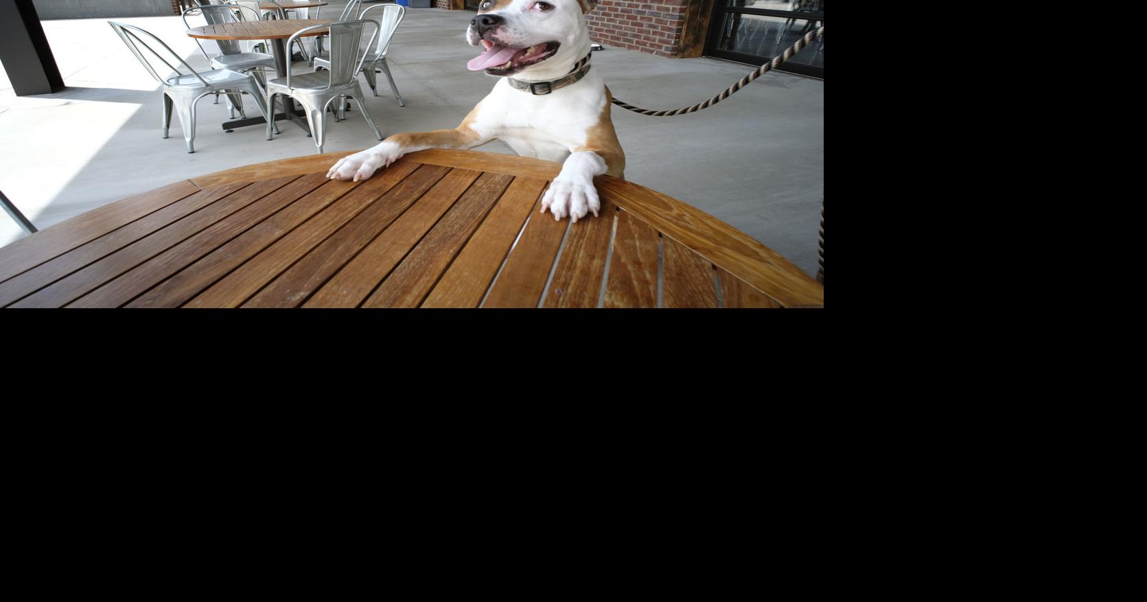 5 best dogfriendly patios around Richmond