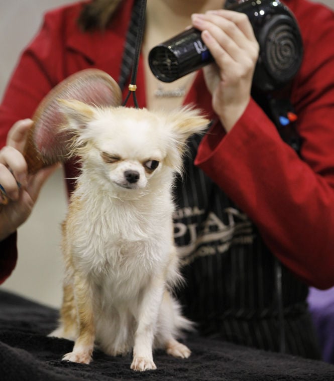 Getting to the Westminster Kennel Club dog show Pets