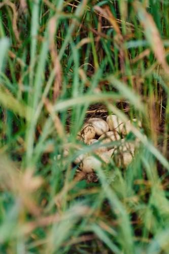 Turkey eggs