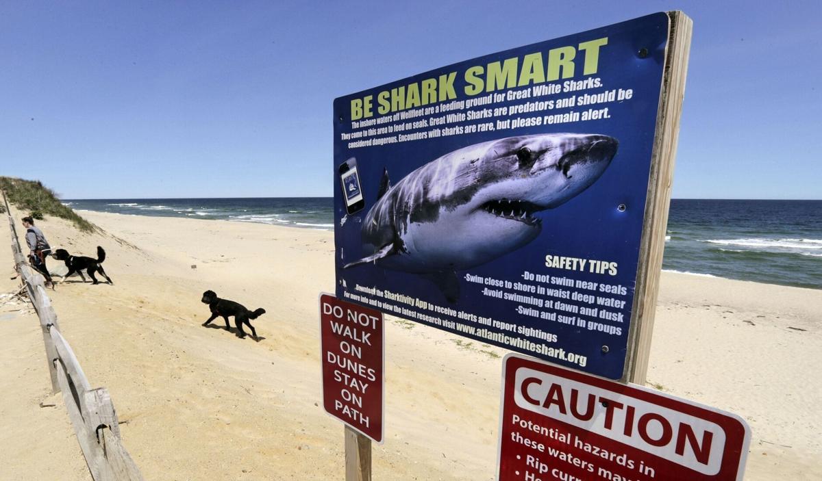 Baby Shark' Has Crashed Into the Pop Charts. How Did It Get There? : NPR