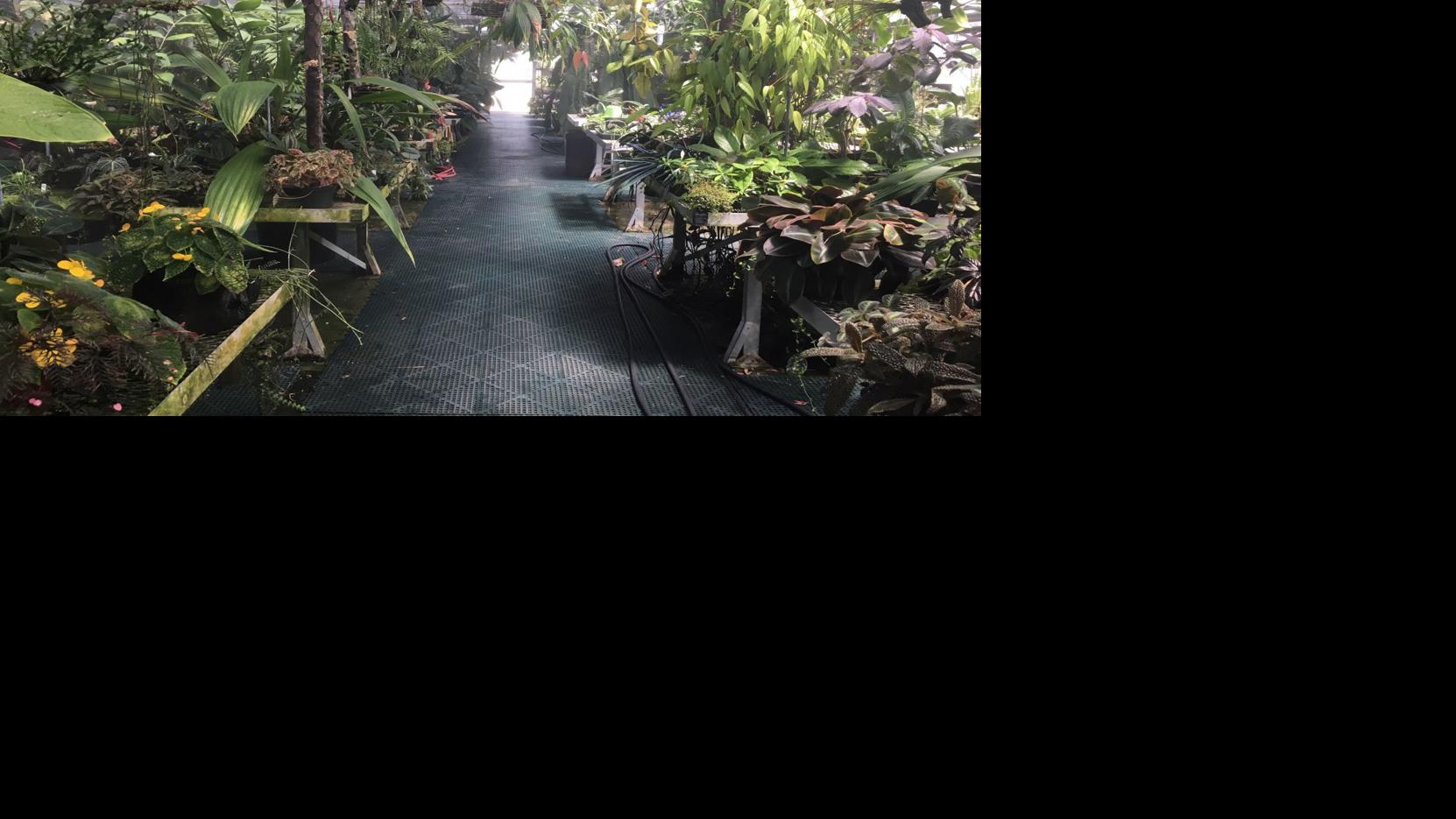 Orchids Why we're wild about the orchid collection at The Huntington in California