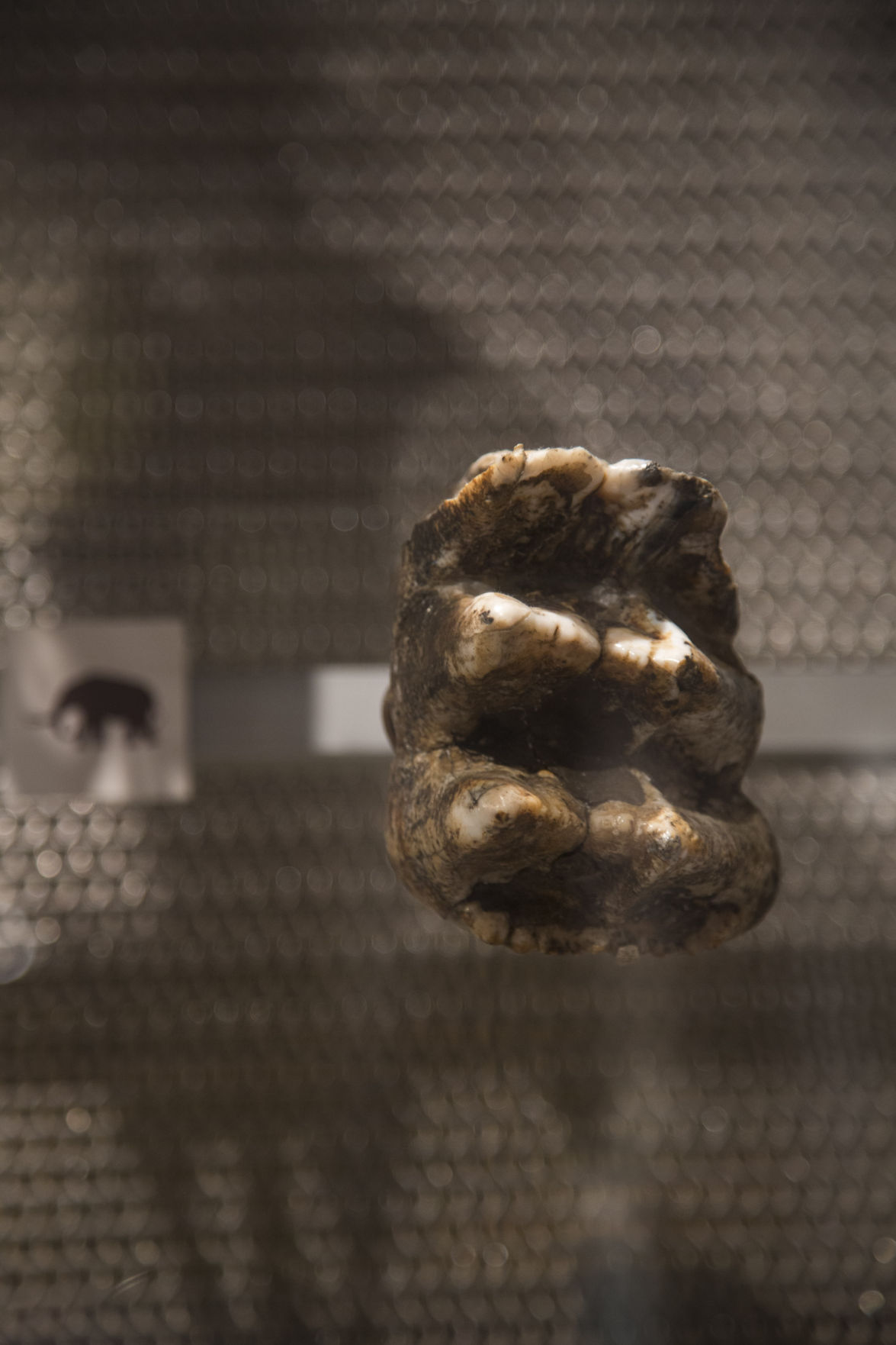 Artifact spotlight: mastodon and mammoth teeth | Discover Richmond