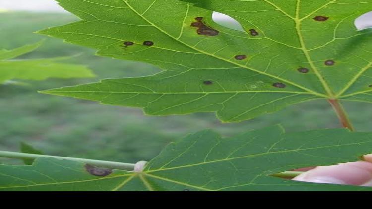 Gardening Q A Spots On Maple Leaves Can Be Symptoms Of A Fungal Disease Richmond Com