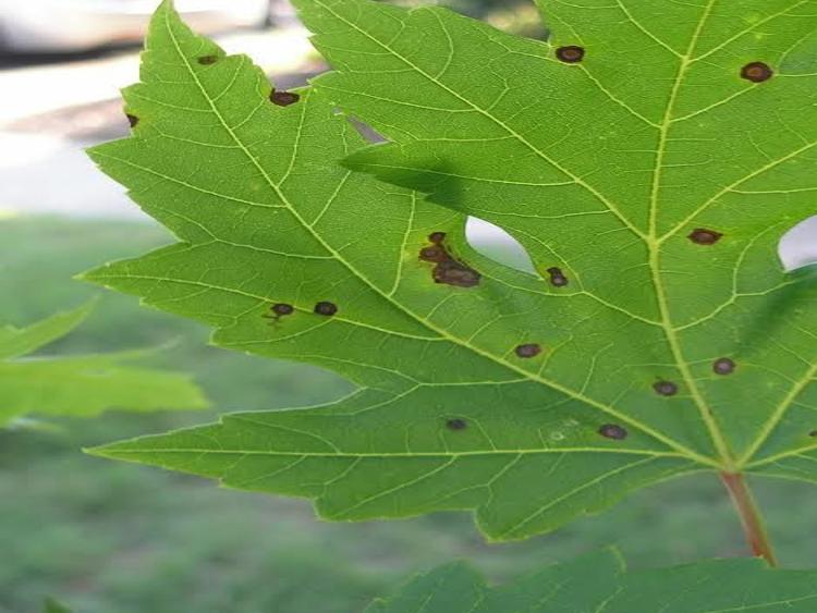 Gardening Q A Spots On Maple Leaves Can Be Symptoms Of A Fungal Disease Richmond Com
