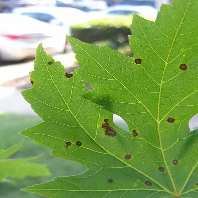 Gardening Q A Spots On Maple Leaves Can Be Symptoms Of A Fungal Disease Richmond Com
