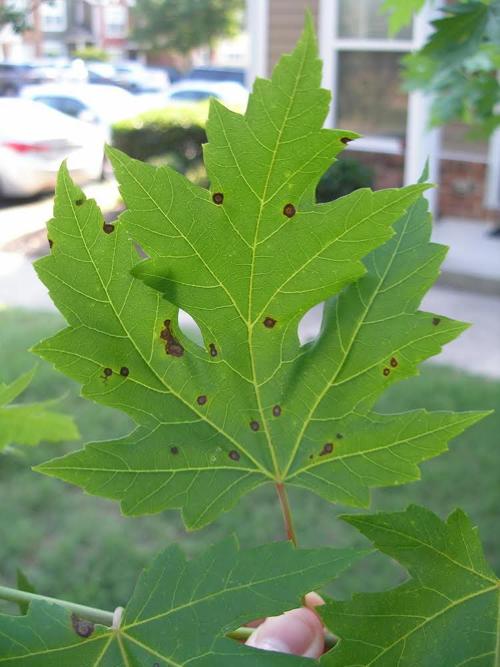 Gardening Q A Spots On Maple Leaves Can Be Symptoms Of A Fungal Disease Richmond Com