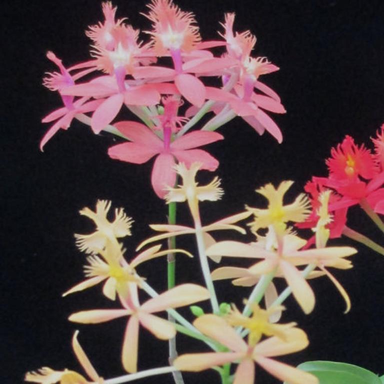 Orchids Epidendrums Are Compact And Easy To Grow Richmond Com