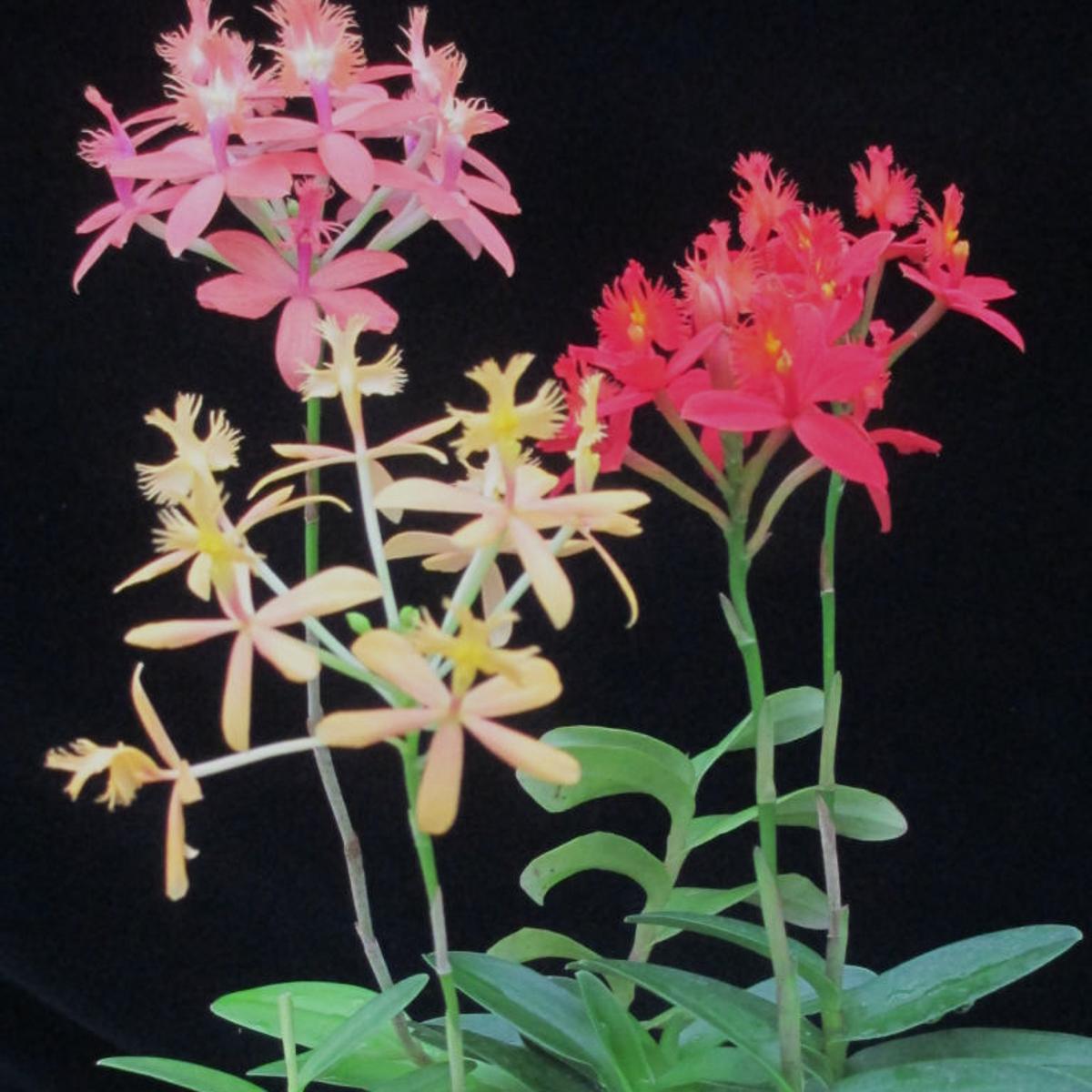 Orchids Epidendrums Are Compact And Easy To Grow Richmond Com