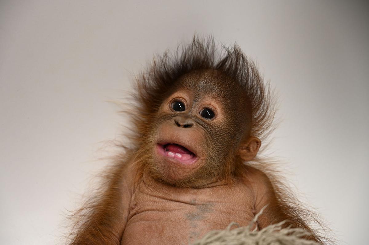 Baby orangutan named Taavi born at Metro Richmond Zoo | Entertainment | richmond.com