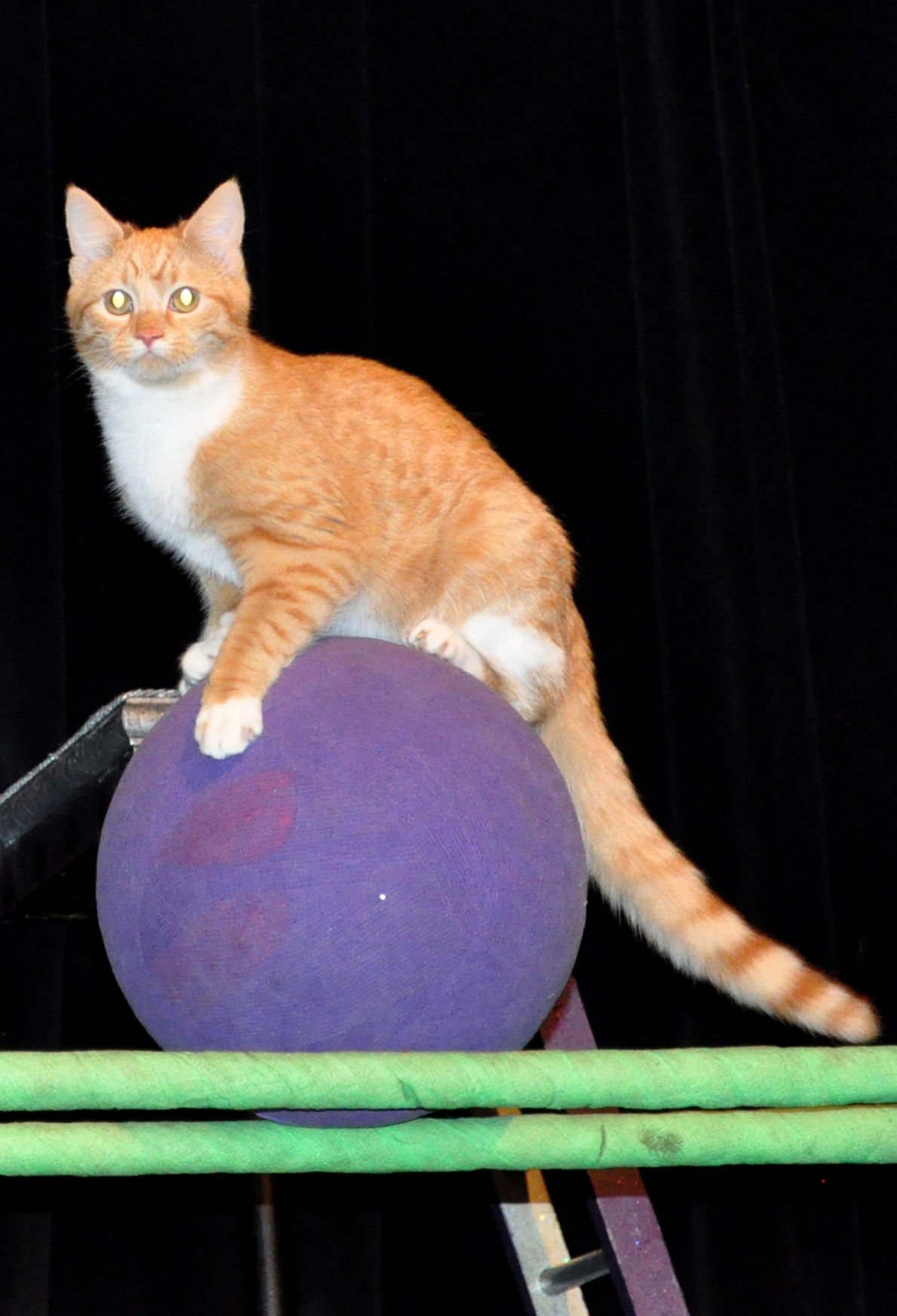 Live action adorable cat videowatching The Amazing AcroCats in