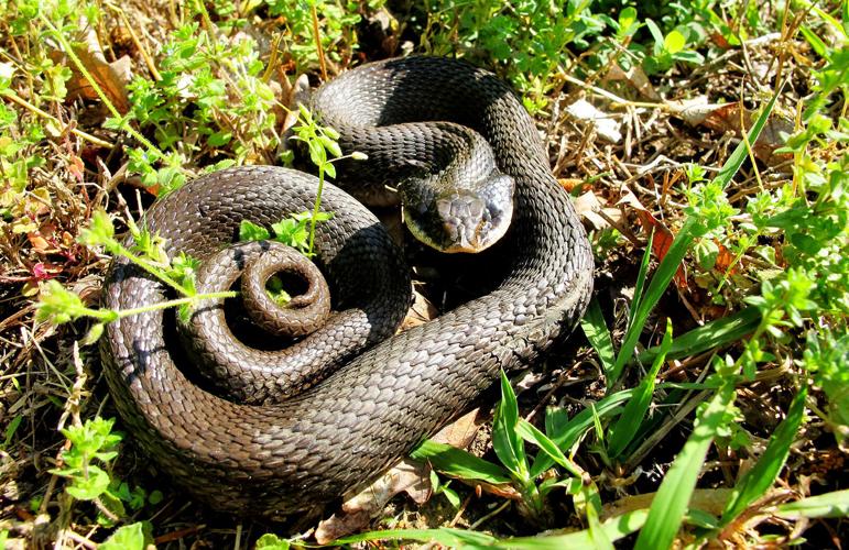 DWR Needs Your Help to Track Rare and Elusive Animals