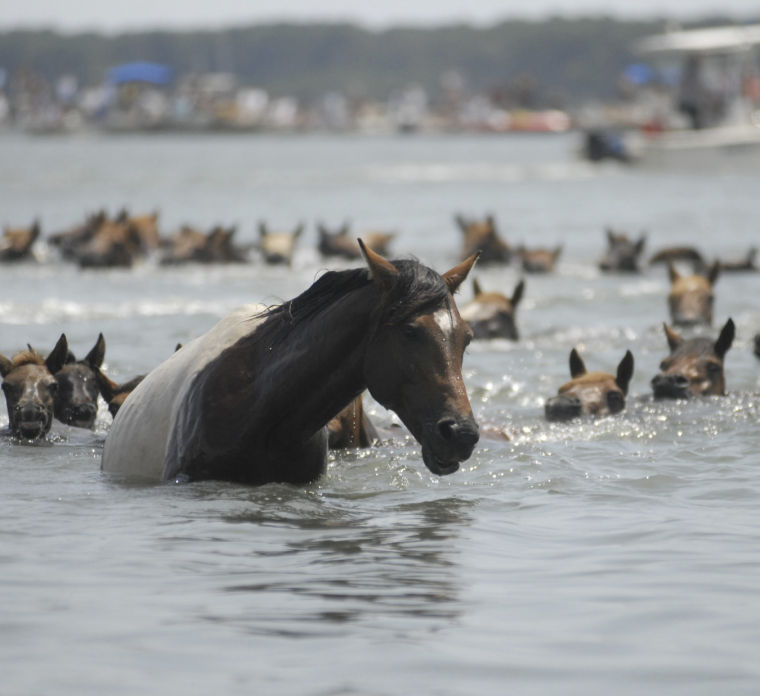 Five facts about the annual Chincoteague pony swim