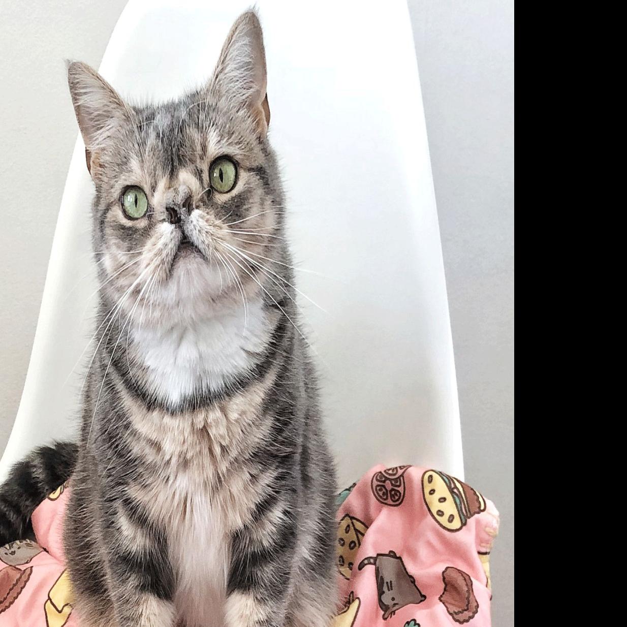 Smushie A Carytown Cat With 21 000 Instagram Followers To Be