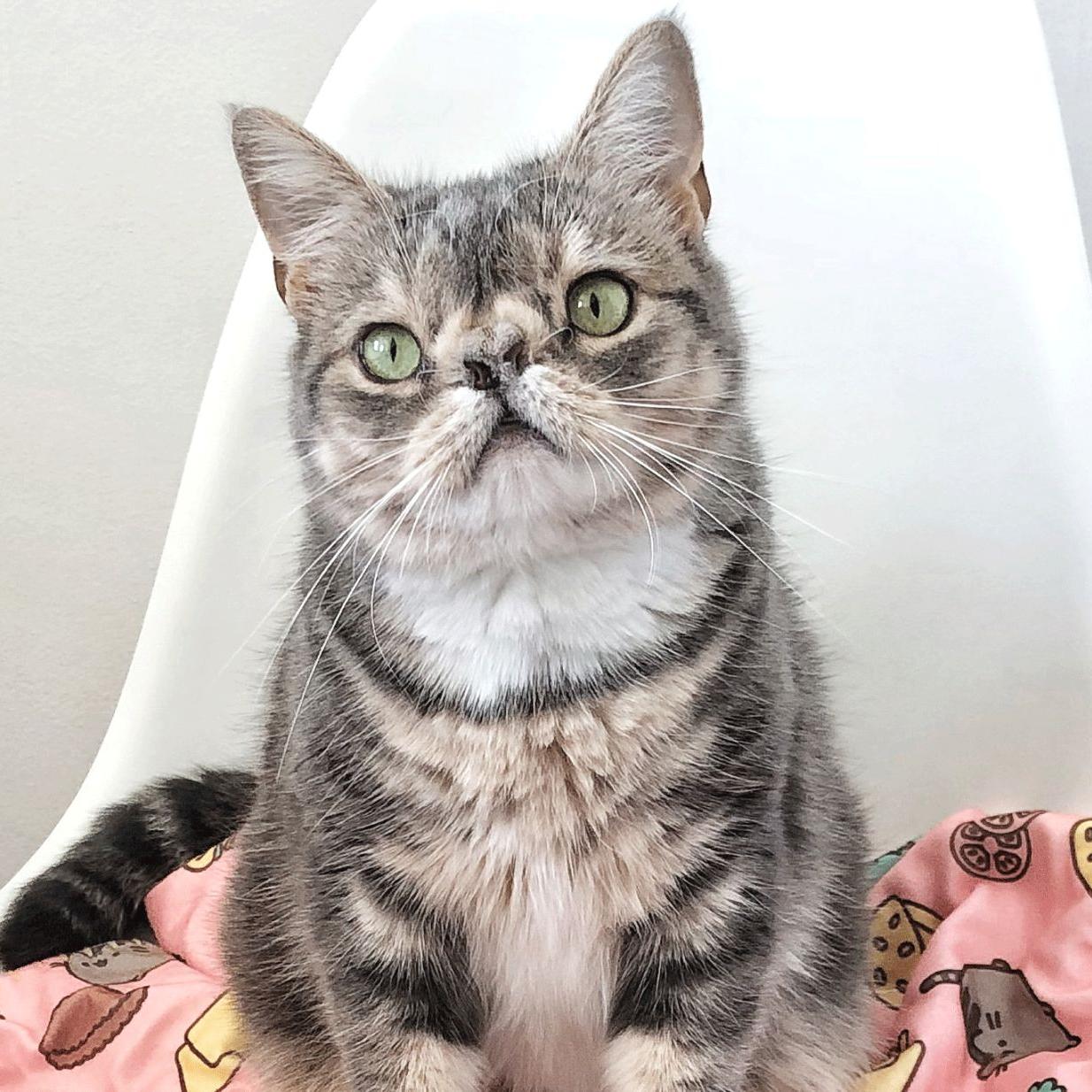 Smushie A Carytown Cat With 21 000 Instagram Followers To Be