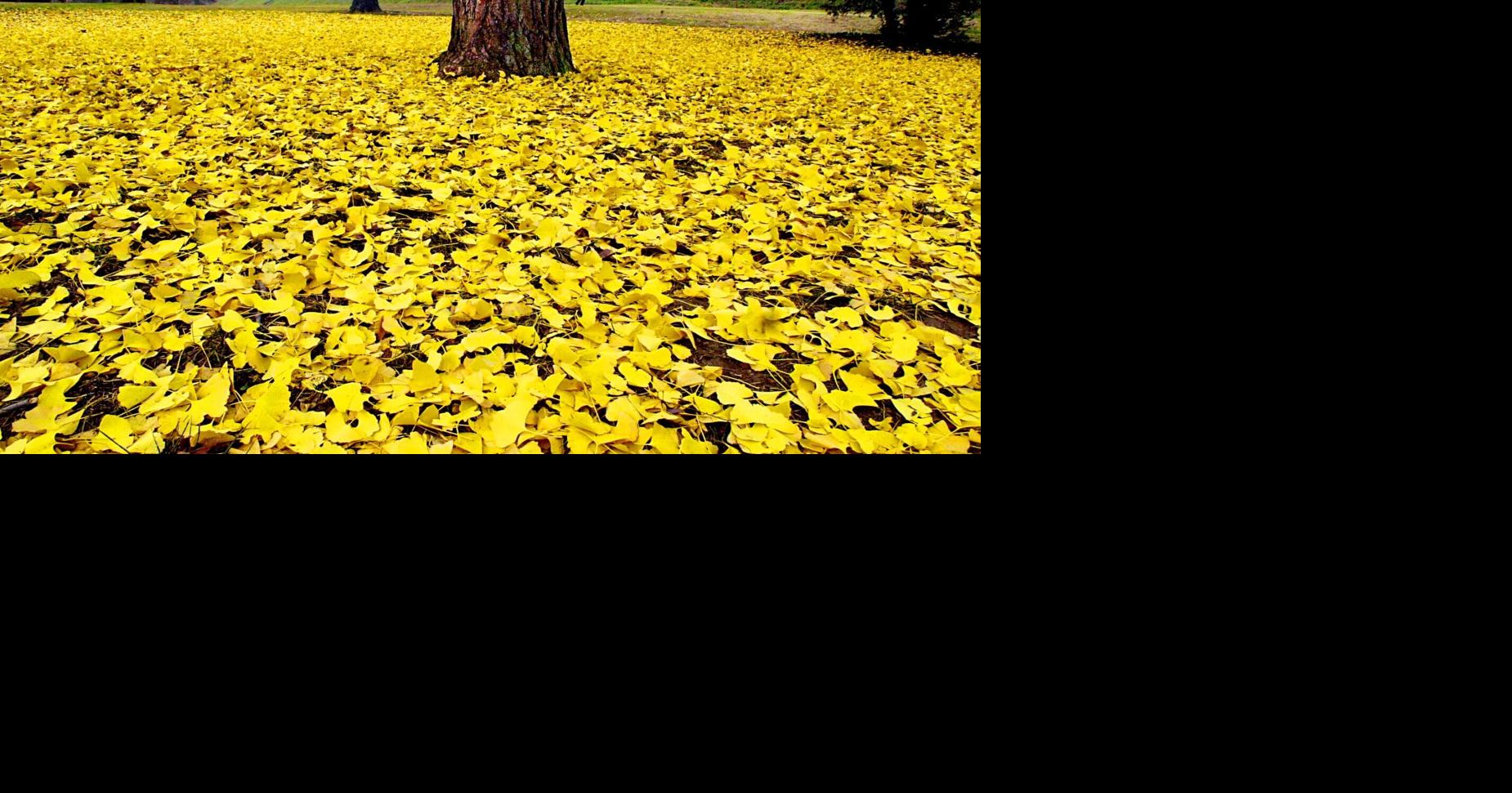 12 beautiful photos of fall in Richmond to make your leaf-blowing more ...