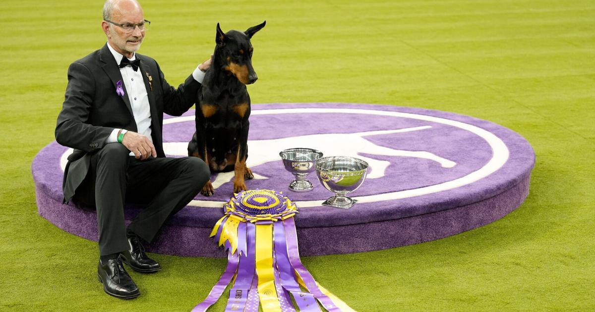 Dobermann-Hündin Penny gewinnt die 150. Westminster-Hundeausstellung