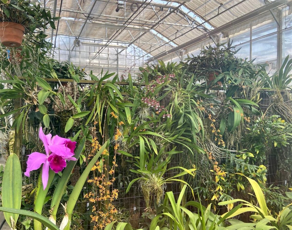 Orchids The Orchid Collection Of The Denver Botanic Gardens Home Garden Richmond Com