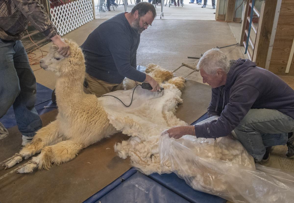 Alpacas ready for spring with annual shearing Virginia