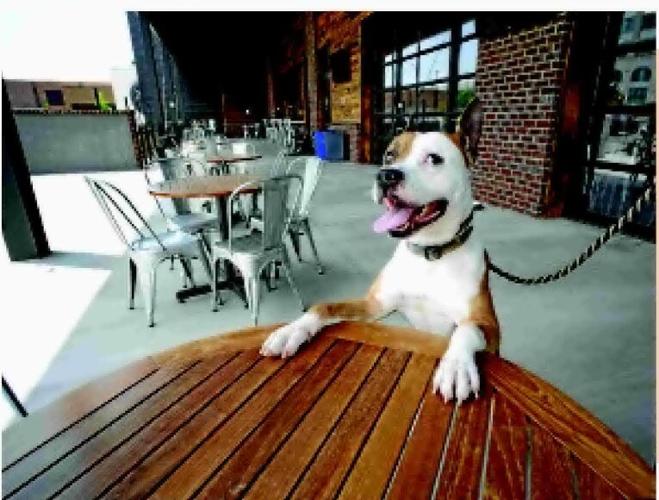 DOGFRIENDLY PATIOS