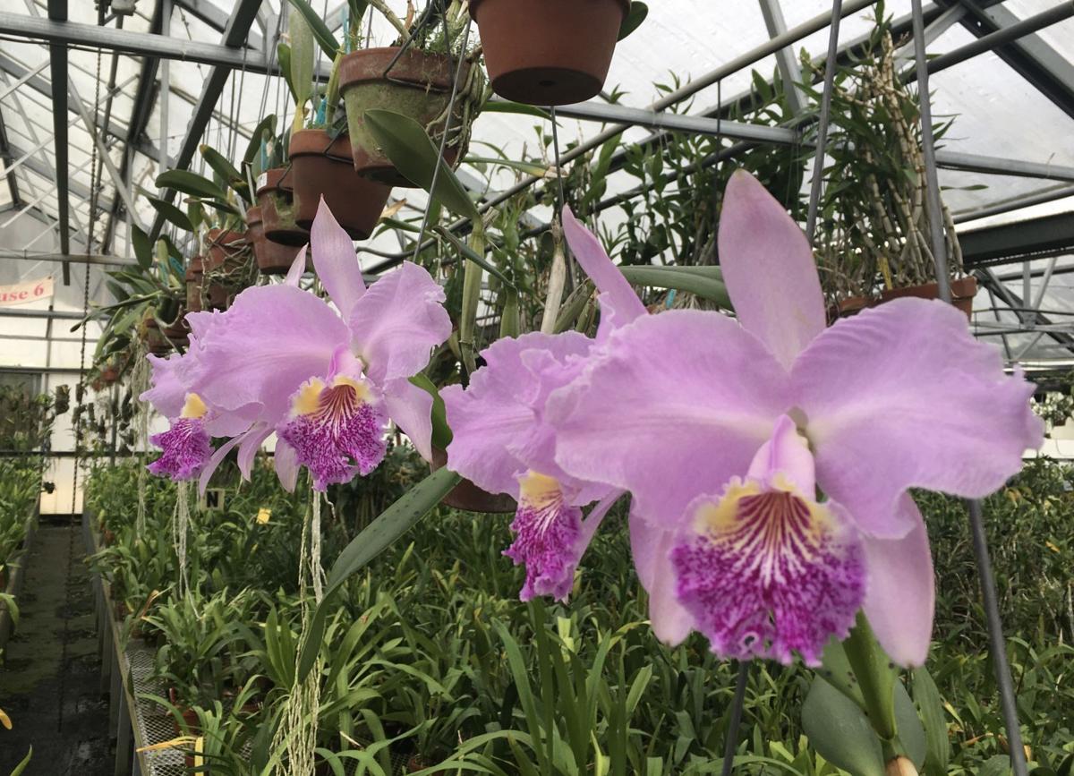 Orchids Art Sr Turns 90 Credits Orchids For Longevity Home Garden Richmond Com