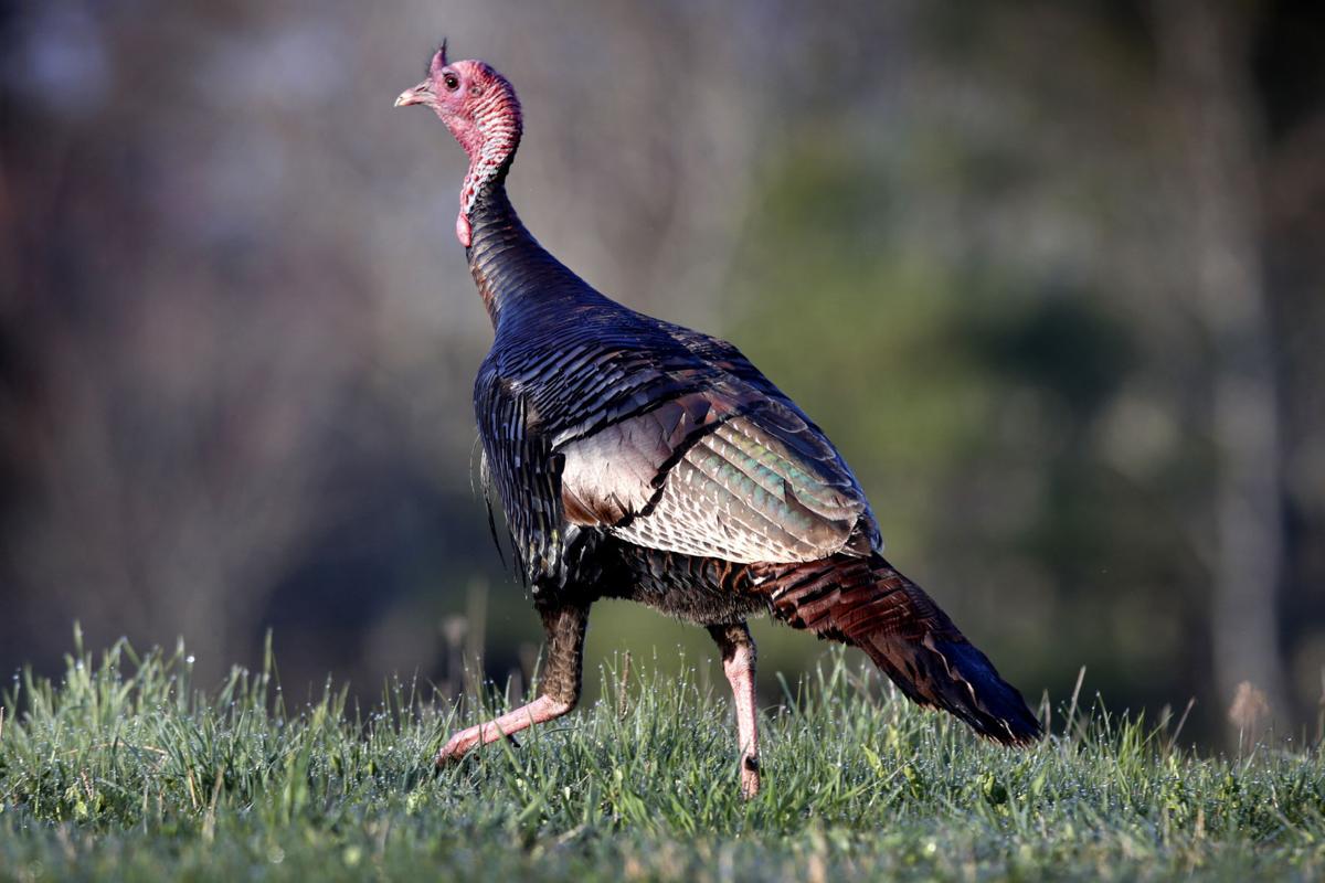 Virus Outbreak Turkey Hunting