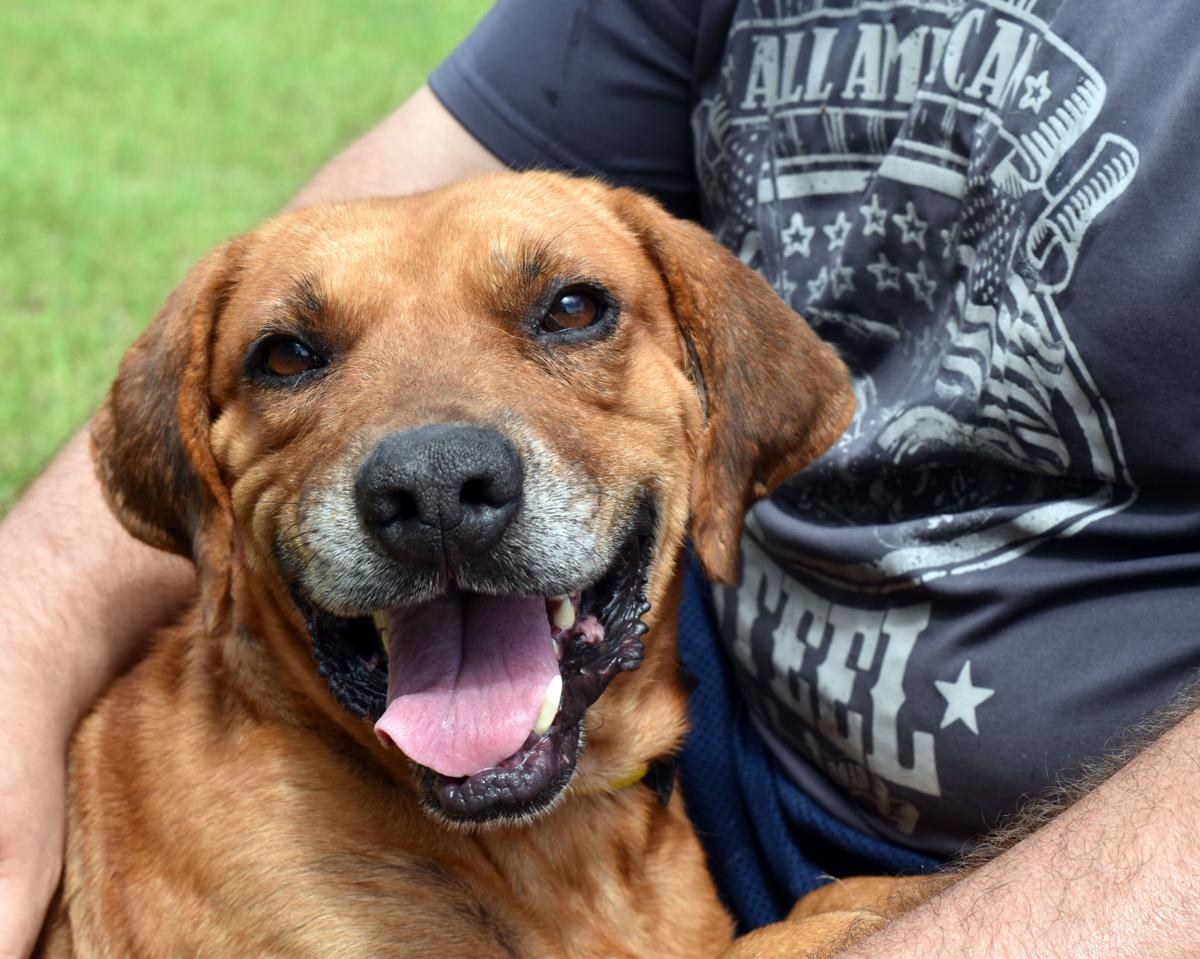 Rescue cats and dogs affected by Hurricane Florence are ...