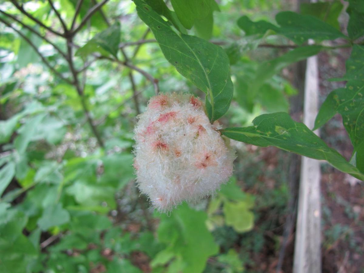 Gardening Q A Cottony Looking Wool Sower Gall On Oak Tree Likely No Cause For Concern Richmond Com