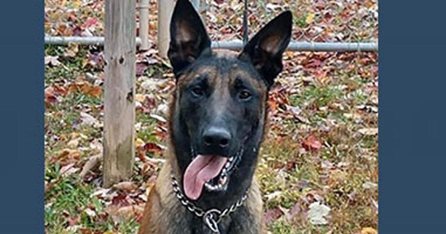 Corrections K-9 killed by MS-13 gang members, officials say - Vimarsana News