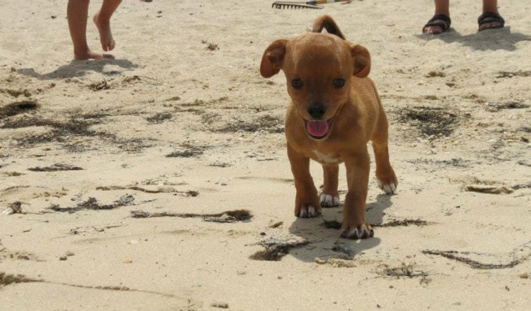 small dog with big head