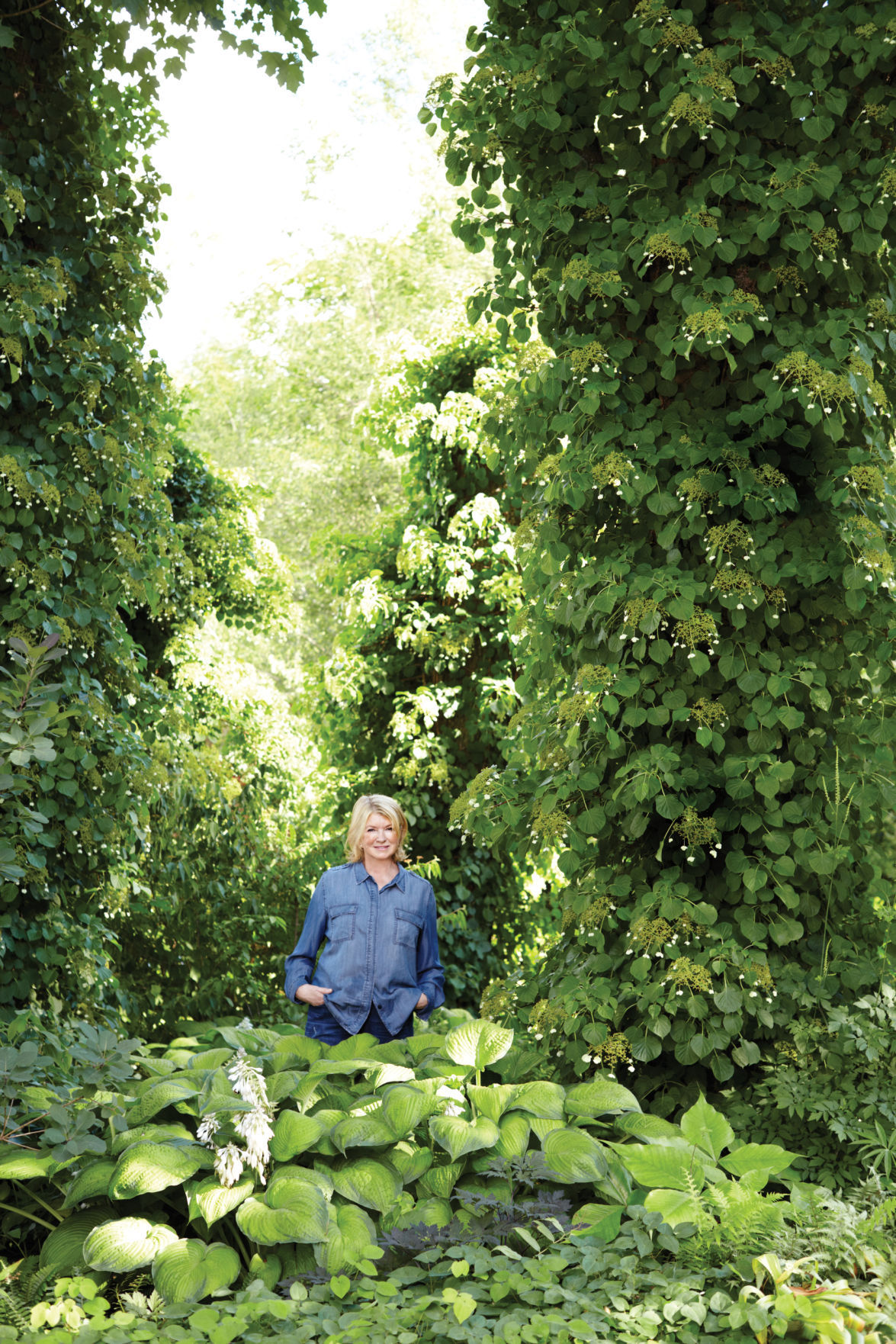 Ask Martha Climbing Hydrangeas Offer Summer Bloom And Autumn Color Richmond Com