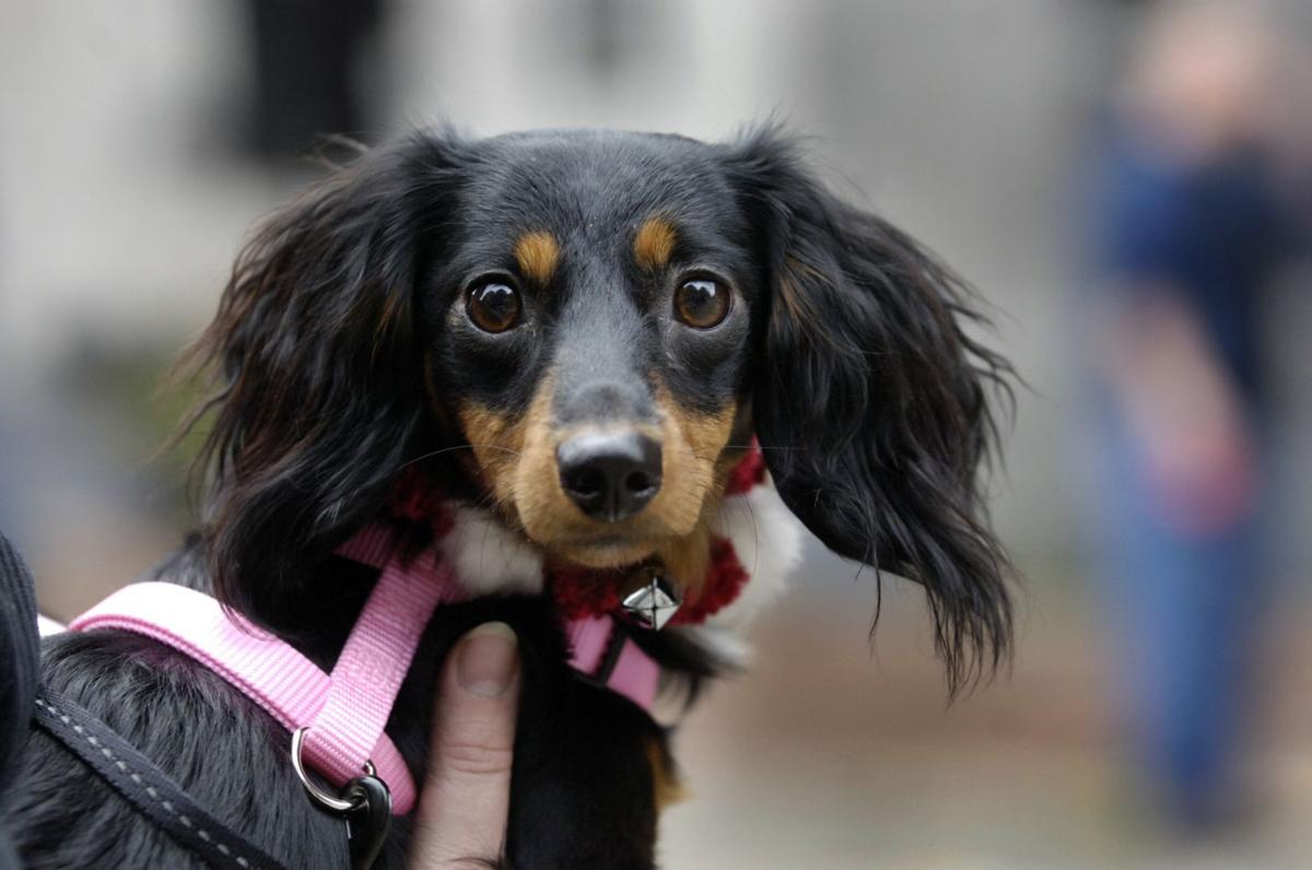 Photos Richmond Area Animals Through The Years From The Archives Richmond Com