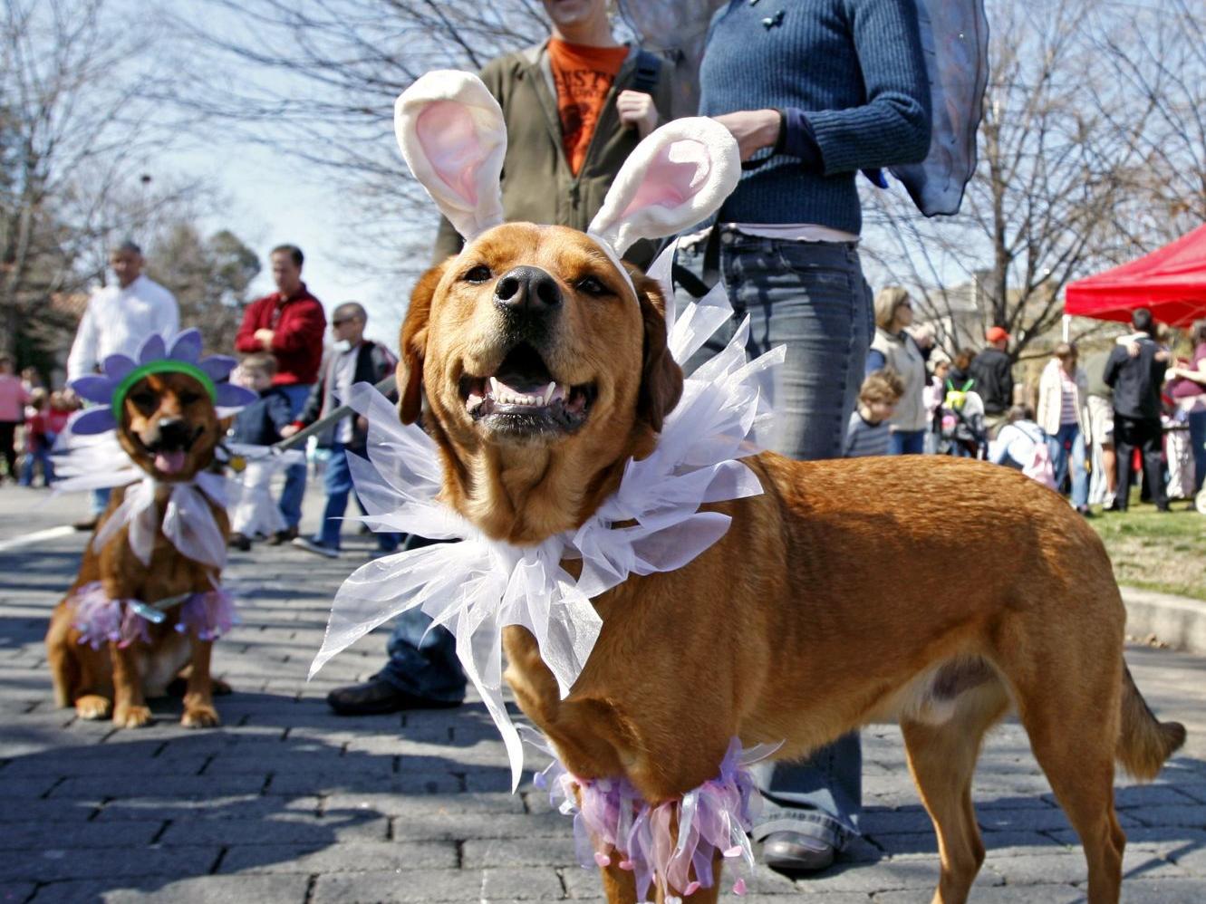 Richmond Spring Festival Guide 2018 Entertainment Richmond Com When Is Que Pasa Festival Richmond 2022