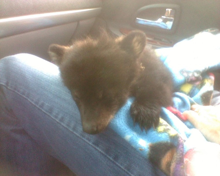 UPDATED: Bear cub found in Giles County euthanized